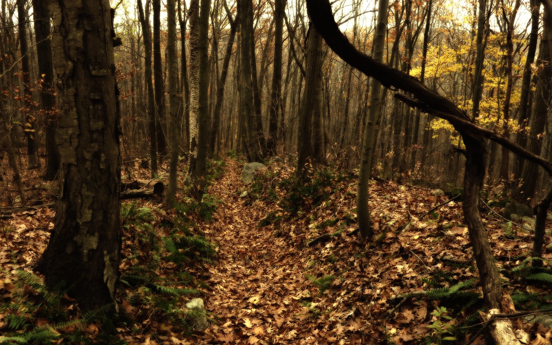 forest wood tree leaf landscape nature fall park dawn environment season guidance trunk branch outdoors light fair weather scenic flora footpath