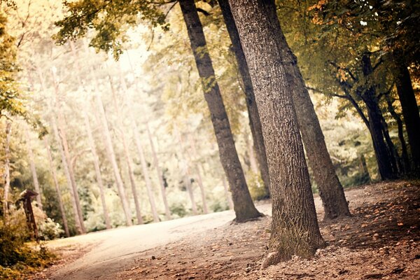 Fogliame naturale e alberi snelli