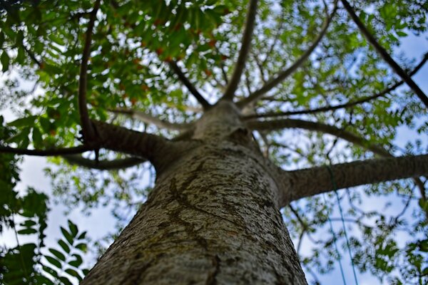 Baum von unten nach oben abgenommen