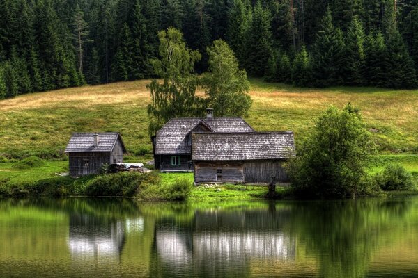 Madera antigua en la orilla del lago