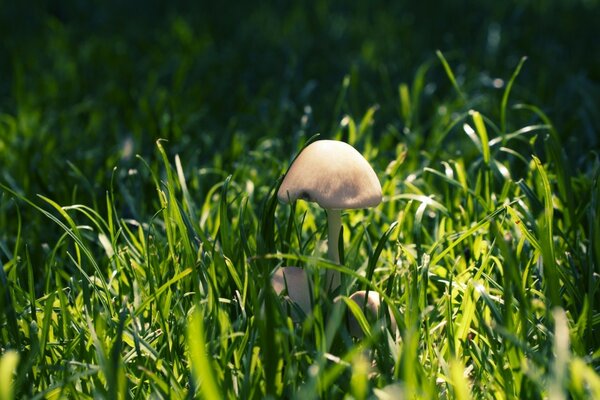 Beautiful nature on a summer day