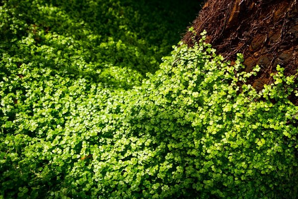 युवा आइवी पेड़ के तने को ढकता है