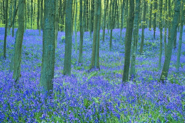 Flores azules en el bosque verde