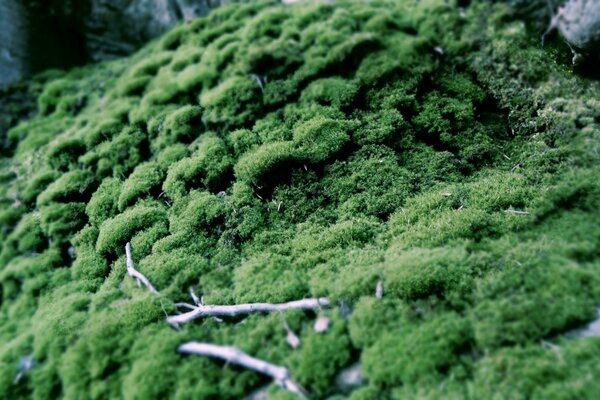 Photographie macro de mousse avec des brindilles sur la pierre