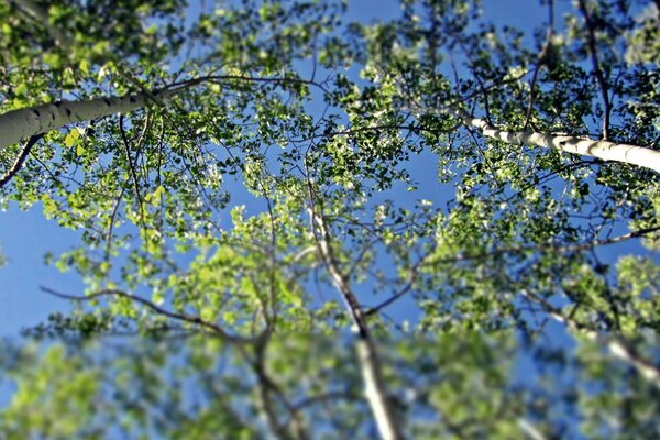 The blue sky is visible through the birches