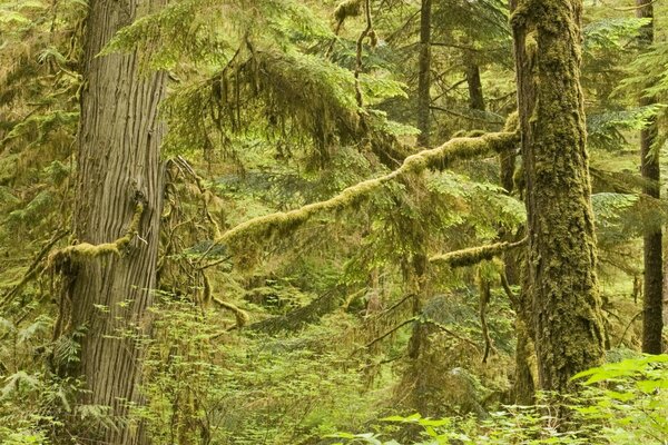 An old dense overgrown forest