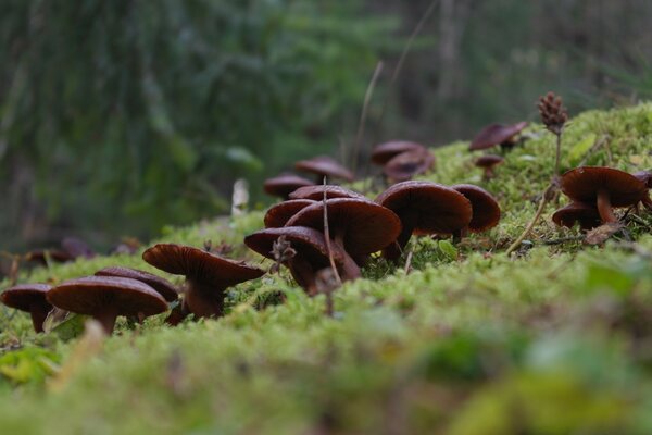 Pilzlichtung im Herbstwald