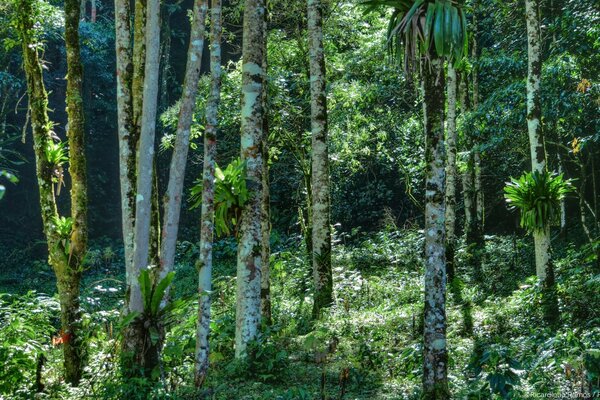 Jungle impénétrable et arbres envahis par la mousse