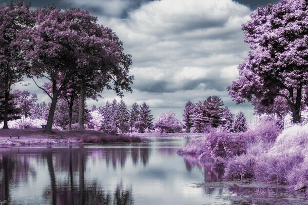 Saison de floraison sur la rivière