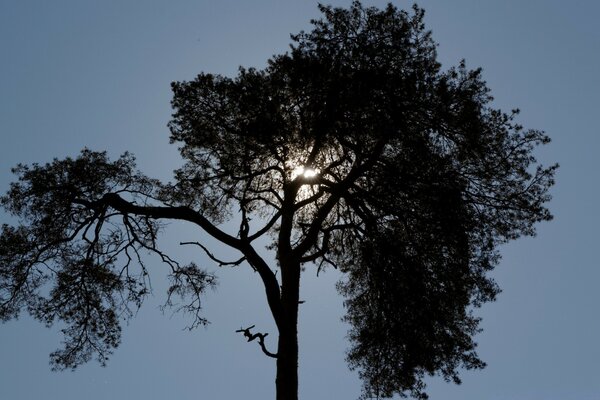 A tall Christmas tree covers the sun