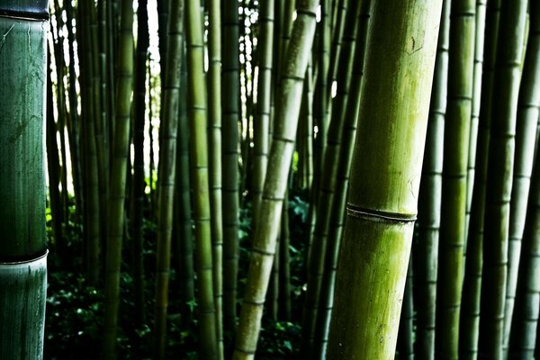 Foresta orientale di tronchi di bambù