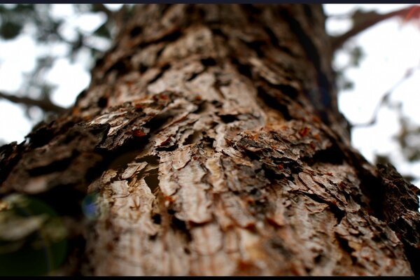 The bark of the wood smells like wood