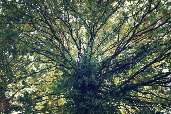 Corona de árbol de hoja caduca gruesa