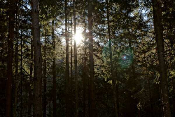 Paesaggio: sole attraverso la foresta