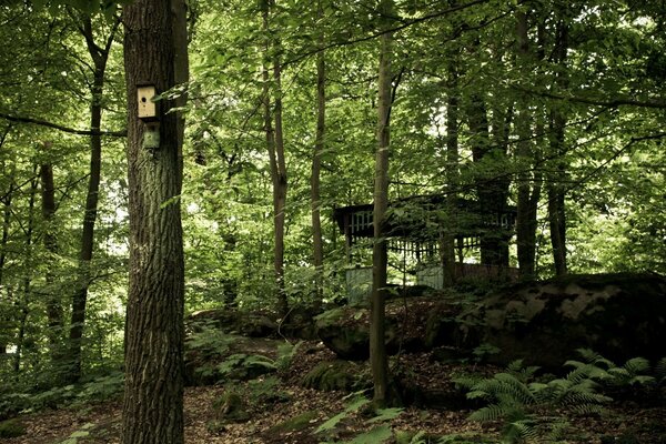 Paisaje forestal con pérgola abandonada