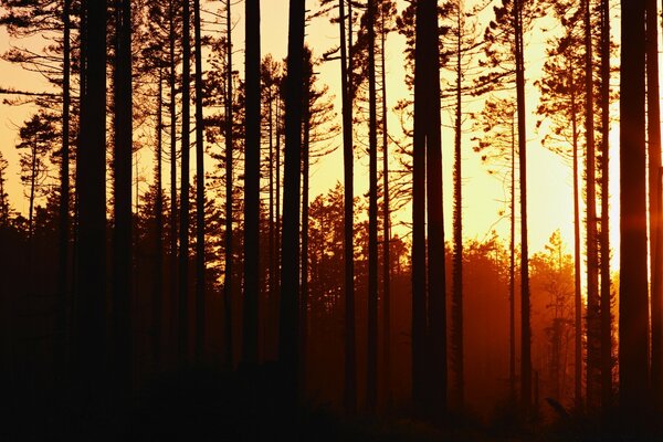 Pinos graciosos en el fondo de la puesta de sol