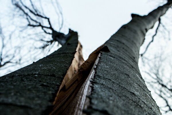 Insolitamente, gli alberi si sono dispersi