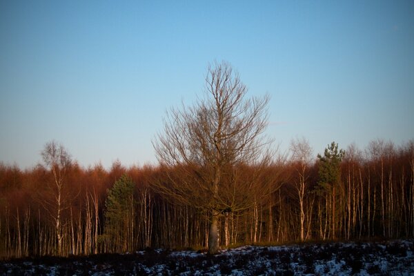 The spring forest is dense with remnants of snow