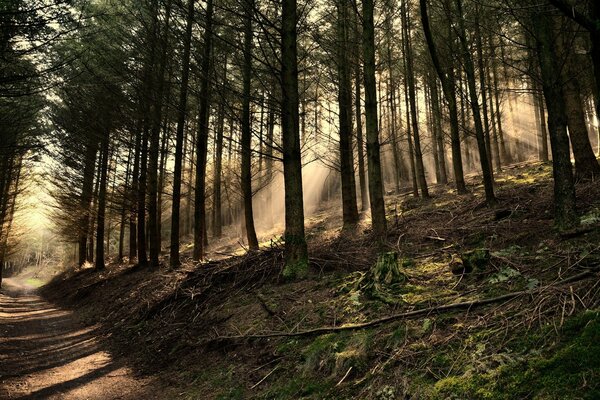 أشعة الضوء تخترق الغابة