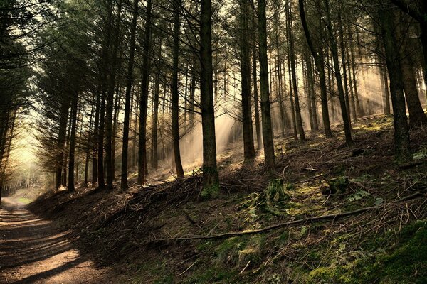 Rays of light penetrate the forest