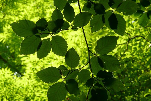 Bella foresta in una giornata estiva