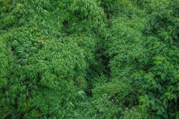 Foliage of trees in full screen