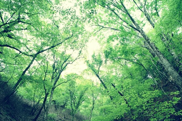 Couronne verte tournant dans le ciel