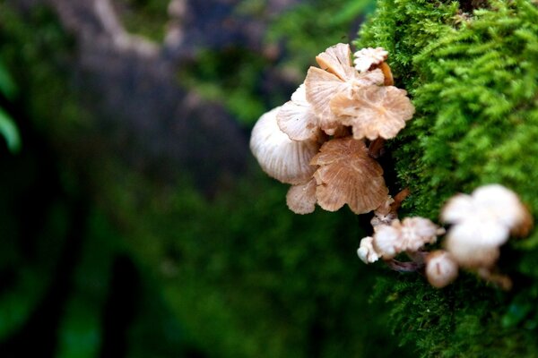 I funghi crescono su un moncone coperto di muschio