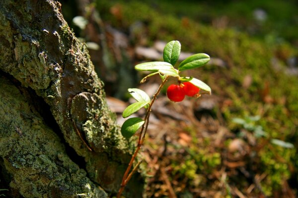 Waldbeeren in der Nähe der Wurzel des Baumes