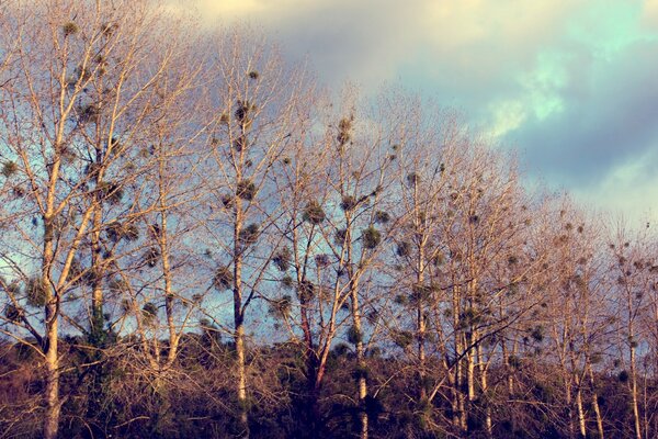 Gli alberi sono diventati una casa per gli uccelli