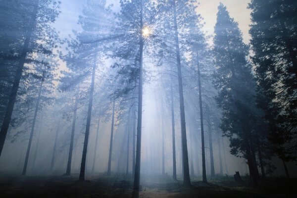 À travers les grands arbres de Noël se fraye un chemin à travers la lumière