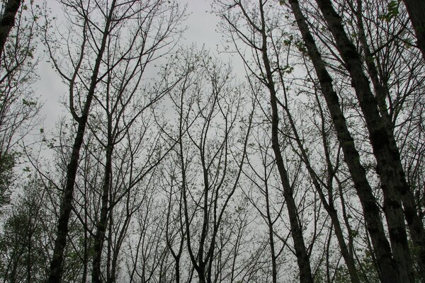 Crowns of trees against a cloudy sky