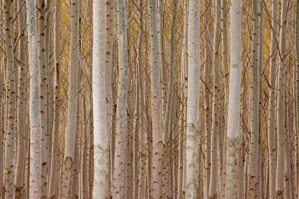 Unusual texture of slender trunks