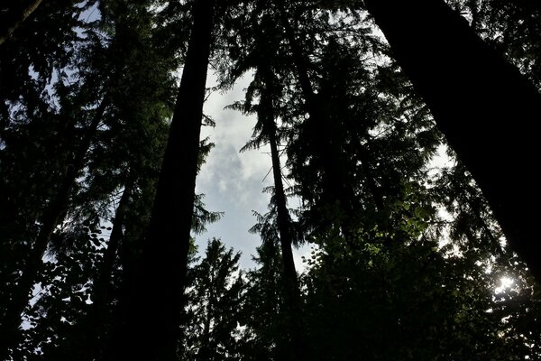 Hohe Bäume im Wald