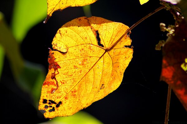 Ein orangefarbenes Blatt hängt an einem Ast