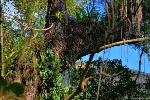 Lianes suspendues à un vieil arbre