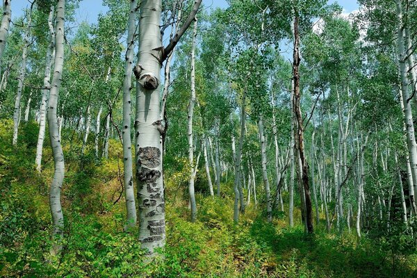 Березовий красивий ліс, білі дерева