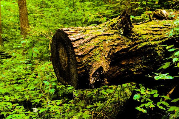 A rotten tree in the center of the landscape