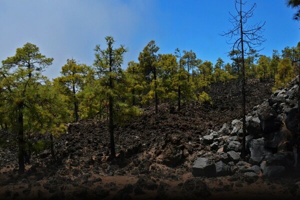 एक पहाड़ी क्षेत्र में एक युवा जंगल