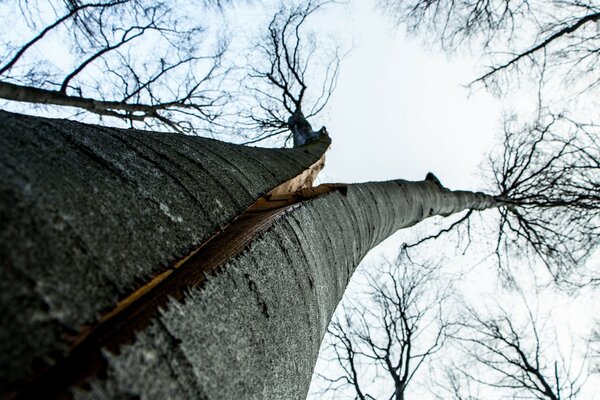 Unusually slender trees plunged into the sky