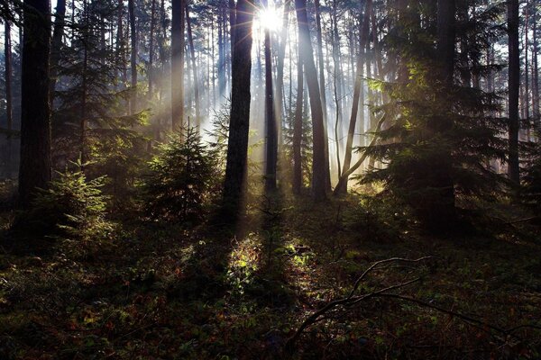 Les rayons de lumière imprègnent la forêt