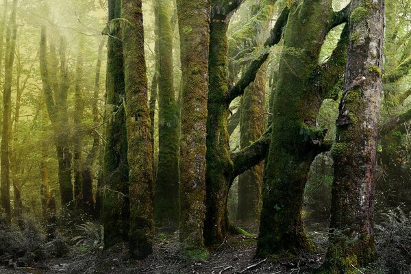 Moss-covered trees in a gloomy forest illuminated by the sun