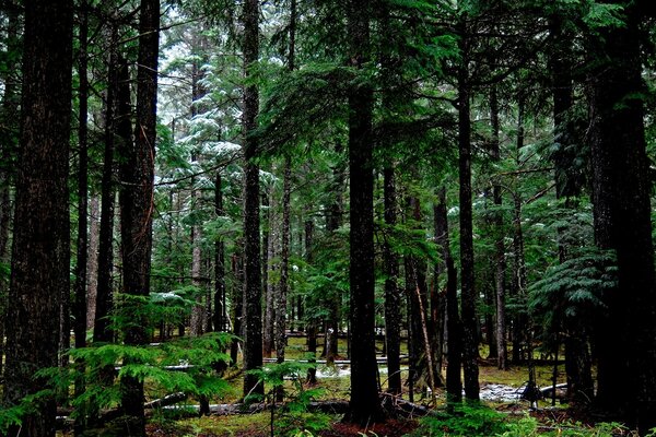 Large trees, coniferous forest