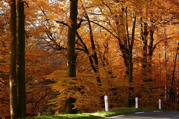 Carretera de asfalto en el bosque de otoño