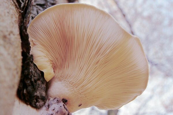 Der Pilz befindet sich in Nahaufnahme auf etwas