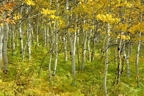 Young birches in the autumn forest