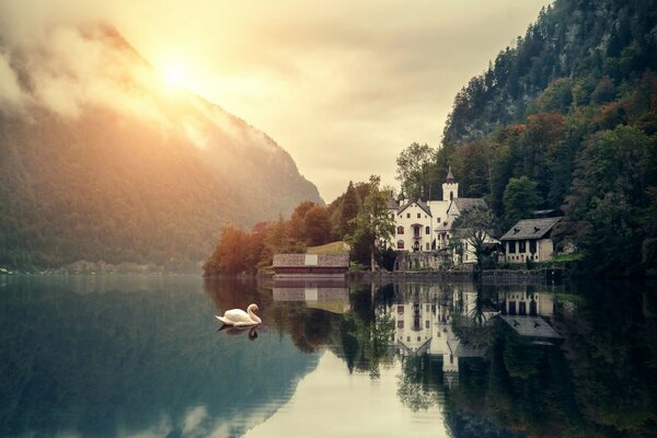 Einsamer weißer Schwan im See am Haus