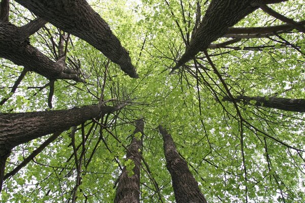 Natürliches Laub und hohe Bäume