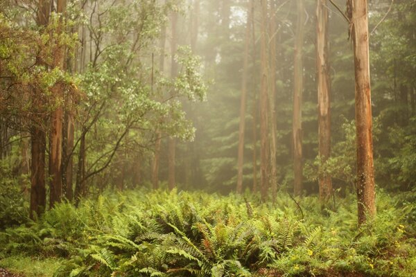 El agradable olor de los árboles en el bosque