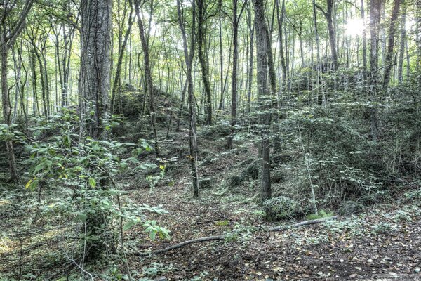 Wald Natur. büsche und Bäume